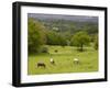 Horses in Field Near Vejle, Jutland, Denmark, Scandinavia, Europe-Yadid Levy-Framed Photographic Print