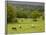 Horses in Field Near Vejle, Jutland, Denmark, Scandinavia, Europe-Yadid Levy-Framed Photographic Print