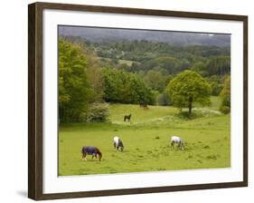 Horses in Field Near Vejle, Jutland, Denmark, Scandinavia, Europe-Yadid Levy-Framed Photographic Print