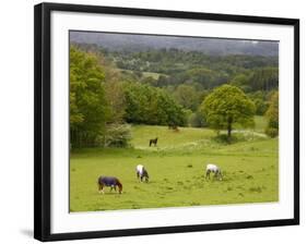 Horses in Field Near Vejle, Jutland, Denmark, Scandinavia, Europe-Yadid Levy-Framed Photographic Print