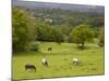 Horses in Field Near Vejle, Jutland, Denmark, Scandinavia, Europe-Yadid Levy-Mounted Photographic Print