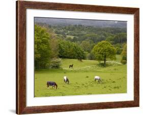 Horses in Field Near Vejle, Jutland, Denmark, Scandinavia, Europe-Yadid Levy-Framed Photographic Print