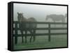 Horses in Fog, Chesapeake City, MD-Henry Horenstein-Framed Stretched Canvas