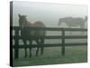 Horses in Fog, Chesapeake City, MD-Henry Horenstein-Stretched Canvas
