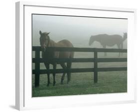 Horses in Fog, Chesapeake City, MD-Henry Horenstein-Framed Photographic Print