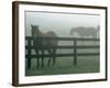 Horses in Fog, Chesapeake City, MD-Henry Horenstein-Framed Photographic Print