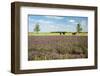 Horses in Landscape behind the Lavender Fields-Ivonnewierink-Framed Photographic Print