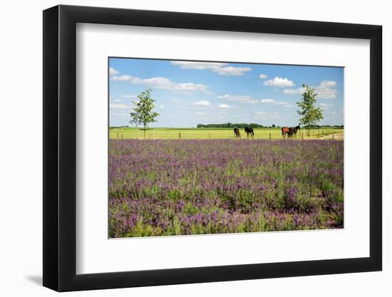 Horses in Landscape behind the Lavender Fields-Ivonnewierink-Framed Photographic Print