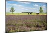 Horses in Landscape behind the Lavender Fields-Ivonnewierink-Mounted Photographic Print