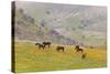 Horses in Meadow, Caliente, California, USA-Jaynes Gallery-Stretched Canvas