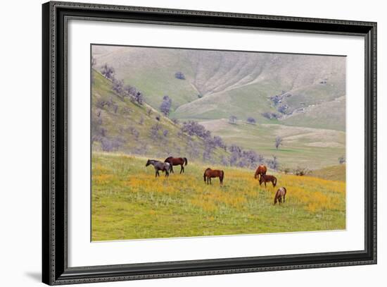 Horses in Meadow, Caliente, California, USA-Jaynes Gallery-Framed Photographic Print