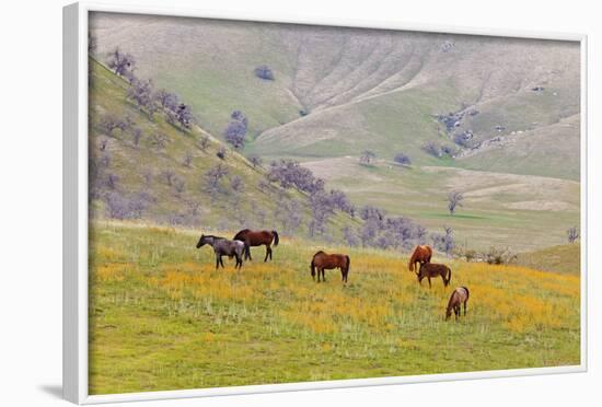 Horses in Meadow, Caliente, California, USA-Jaynes Gallery-Framed Photographic Print