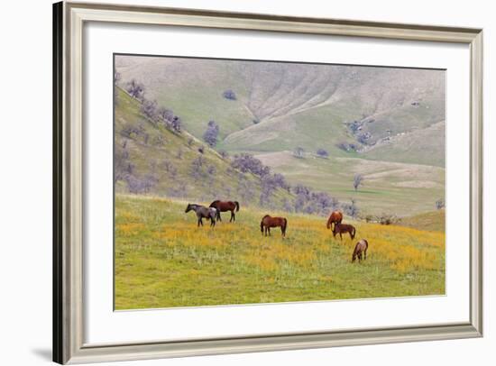 Horses in Meadow, Caliente, California, USA-Jaynes Gallery-Framed Photographic Print