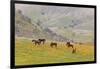 Horses in Meadow, Caliente, California, USA-Jaynes Gallery-Framed Photographic Print