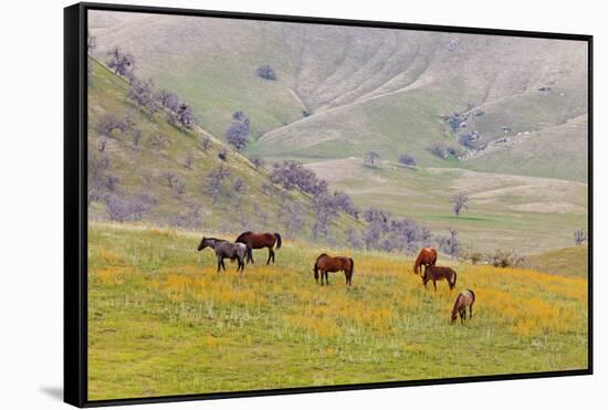 Horses in Meadow, Caliente, California, USA-Jaynes Gallery-Framed Stretched Canvas