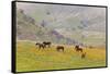 Horses in Meadow, Caliente, California, USA-Jaynes Gallery-Framed Stretched Canvas