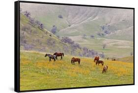 Horses in Meadow, Caliente, California, USA-Jaynes Gallery-Framed Stretched Canvas