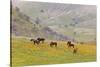 Horses in Meadow, Caliente, California, USA-Jaynes Gallery-Stretched Canvas