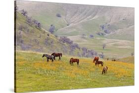 Horses in Meadow, Caliente, California, USA-Jaynes Gallery-Stretched Canvas