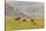 Horses in Meadow, Caliente, California, USA-Jaynes Gallery-Stretched Canvas