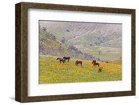 Horses in Meadow, Caliente, California, USA-Jaynes Gallery-Framed Photographic Print