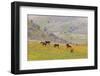 Horses in Meadow, Caliente, California, USA-Jaynes Gallery-Framed Photographic Print