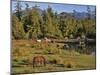 Horses in Meadow-Steve Terrill-Mounted Photographic Print