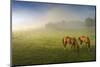 Horses in pasture, Michigan.-Terry Bidgood-Mounted Photographic Print