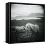 Horses in Pasture-null-Framed Stretched Canvas