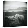 Horses in Pasture-null-Stretched Canvas