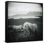 Horses in Pasture-null-Framed Stretched Canvas