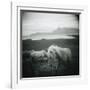 Horses in Pasture-null-Framed Photographic Print