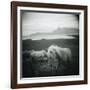 Horses in Pasture-null-Framed Photographic Print