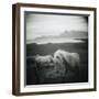 Horses in Pasture-null-Framed Photographic Print