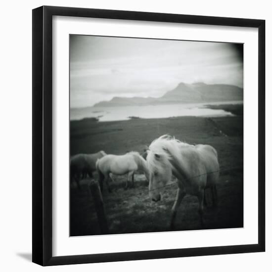 Horses in Pasture-null-Framed Photographic Print