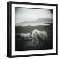 Horses in Pasture-null-Framed Photographic Print