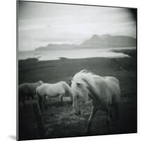 Horses in Pasture-null-Mounted Photographic Print