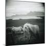 Horses in Pasture-null-Mounted Photographic Print