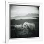 Horses in Pasture-null-Framed Photographic Print