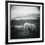 Horses in Pasture-null-Framed Photographic Print