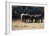Horses in Sun, Circa 1880-Giovanni Fattori-Framed Giclee Print