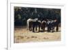 Horses in Sun, Circa 1880-Giovanni Fattori-Framed Giclee Print