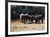 Horses in Sun, Circa 1880-Giovanni Fattori-Framed Giclee Print