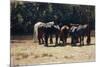 Horses in Sun, Circa 1880-Giovanni Fattori-Mounted Giclee Print