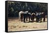 Horses in Sun, Circa 1880-Giovanni Fattori-Framed Stretched Canvas