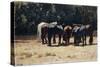 Horses in Sun, Circa 1880-Giovanni Fattori-Stretched Canvas