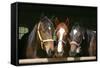 Horses in the Barn Door-accept-Framed Stretched Canvas