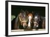 Horses in the Barn Door-accept-Framed Photographic Print