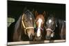 Horses in the Barn Door-accept-Mounted Photographic Print