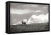 Horses in the Clouds I BW-Alan Hausenflock-Framed Stretched Canvas